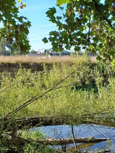 Weelderig groen gebladerte omlijst een rivierlandschap. Wilgentakken reiken naar het water, in de verte zijn gebouwen zichtbaar.