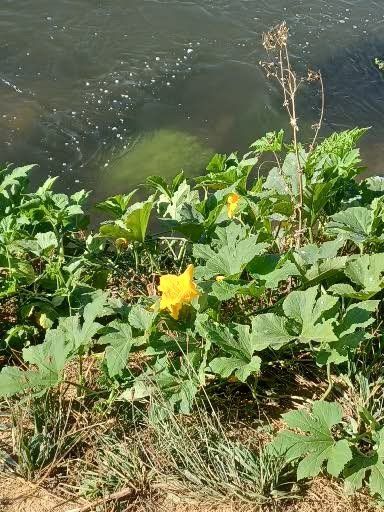 Gele bloemen en groene bladeren groeien langs het water.