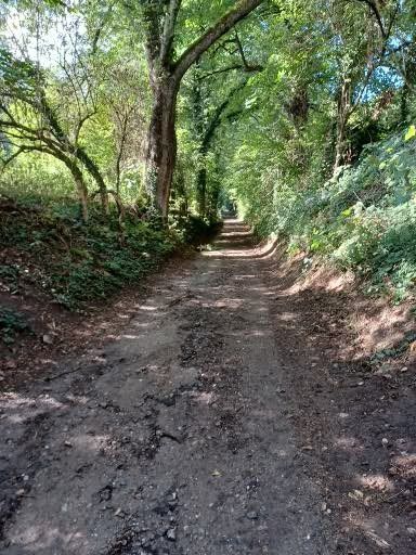 Een zandpad door een schaduwrijk bos, omgeven door bomen en bladeren.