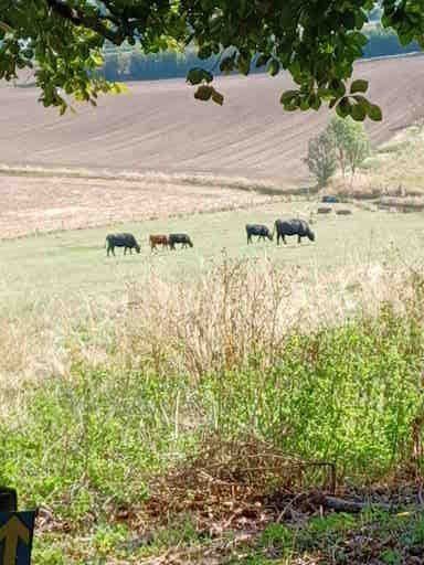 Koeien grazen in een grasveld met op de achtergrond een geoogst veld en bomen.