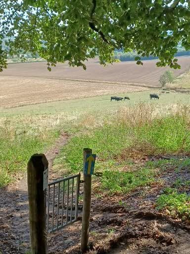 Een pad door een hek leidt naar een veld met koeien, dat te zien is vanonder een boom.