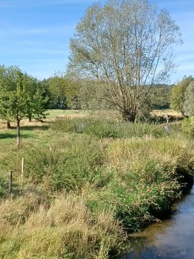 Grasrijke oever van een rivier met bomen onder een blauwe hemel.