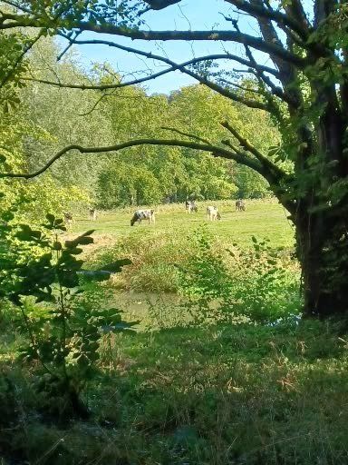 Koeien grazen in een groene weide, omringd door bomen, met de blauwe lucht zichtbaar.