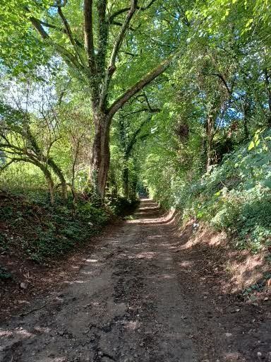 Een zandpad door een zonovergoten bos, met bomen die zich boven je hoofd uitstrekken en gevlekt zonlicht op de grond.