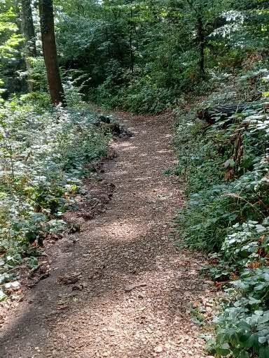 Een zandpad slingert door een weelderig bos, omgeven door bomen en groen. Zonlicht filtert door de bladeren.