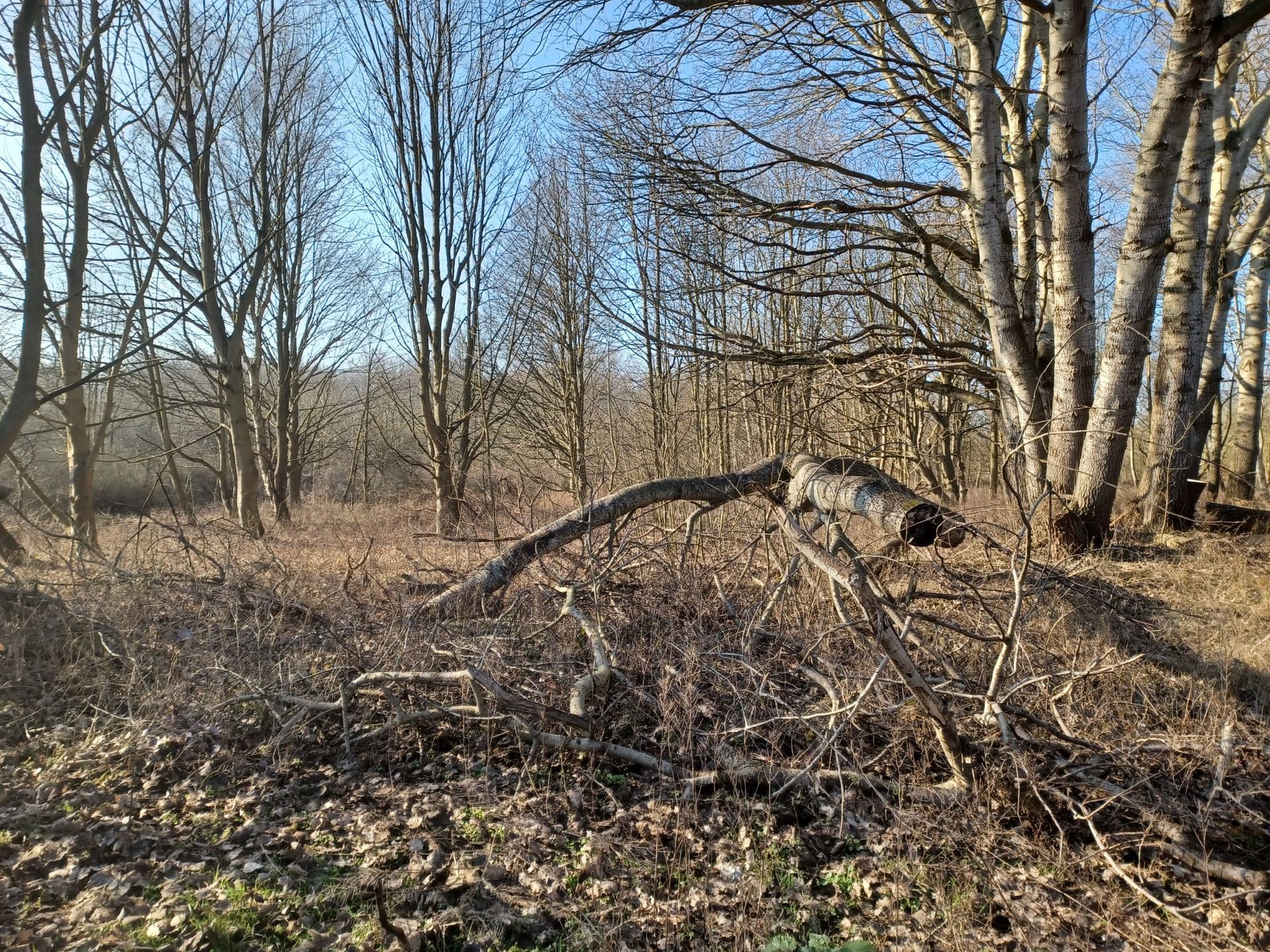Een boslandschap met kale bomen, zonlicht en een omgevallen boomstam op een bedje van droge begroeiing.