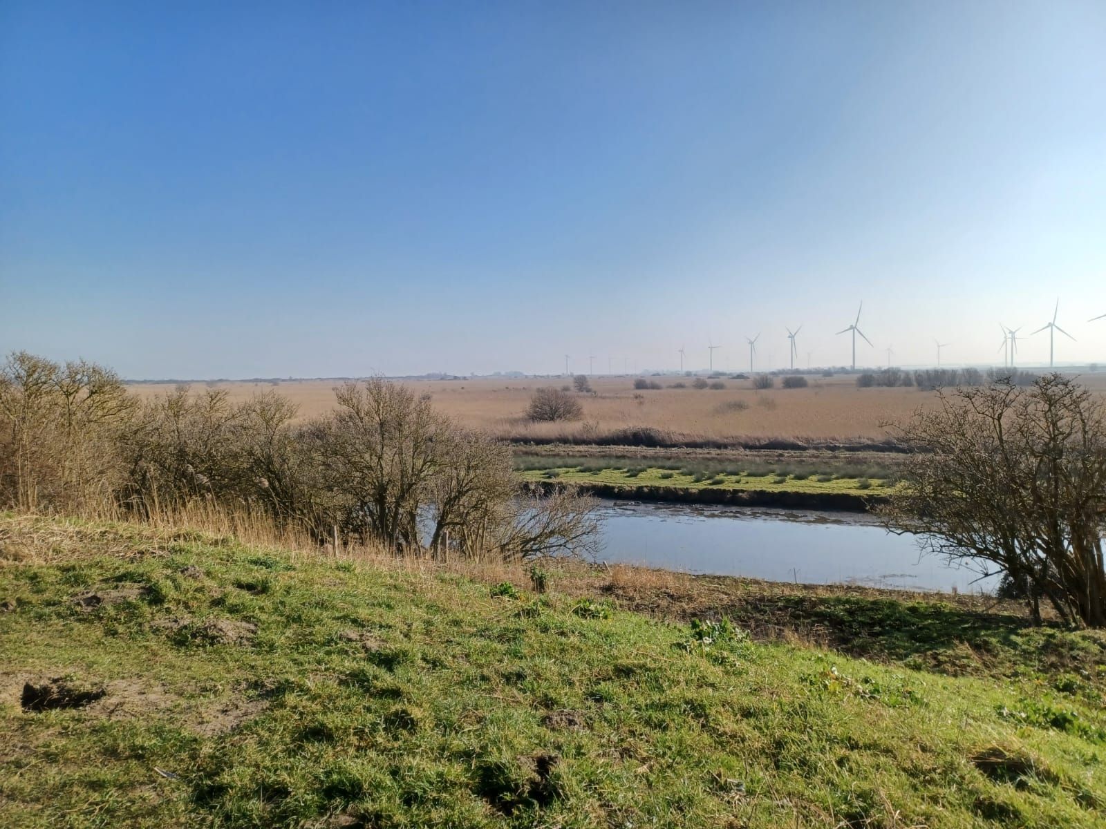Een grasveld op de voorgrond met uitzicht op een rustig wateroppervlak, moerasgebieden en windmolens onder een helderblauwe hemel.