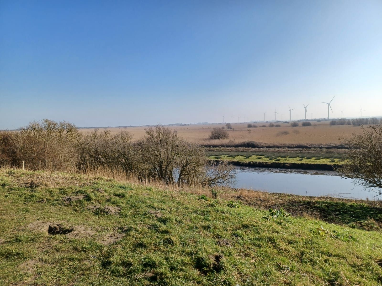Een grasrijk landschap met een rustig wateroppervlak, struiken en in de verte windmolens onder een helderblauwe hemel.