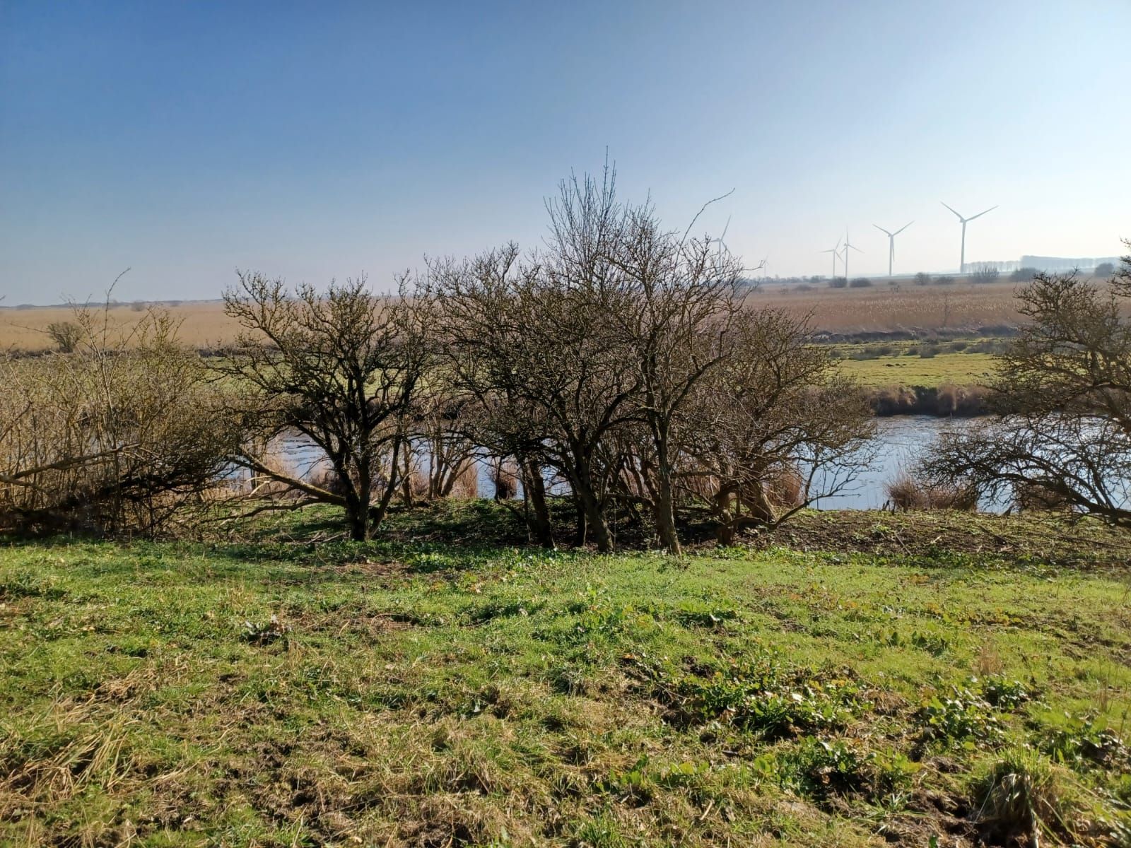 Grasveld met kleine bomen aan het water, windturbines in de verte onder een helderblauwe hemel.