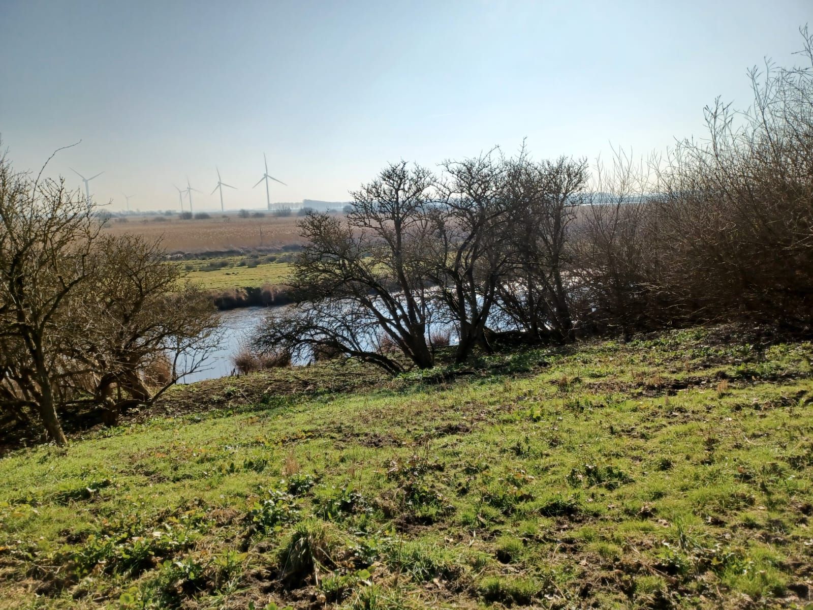 Grasrijke heuvel met uitzicht op een rivier en moerasland, met kale bomen en in de verte windmolens. Zonnige dag.