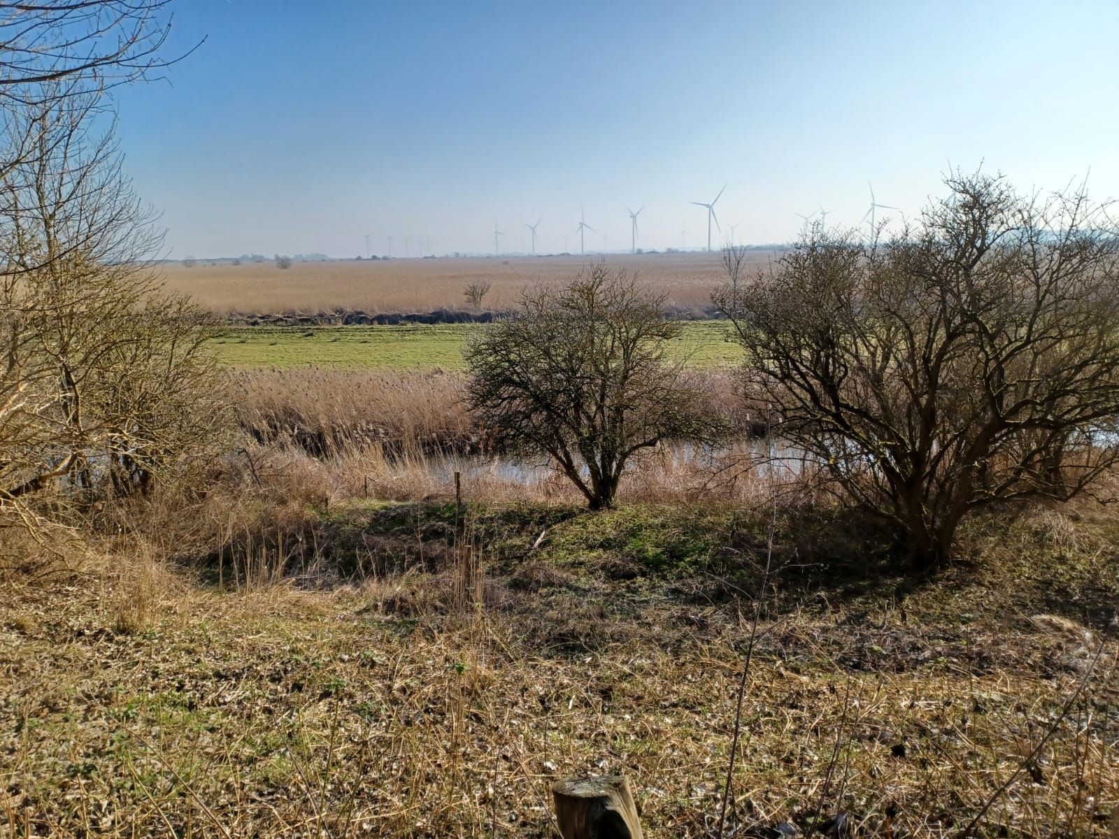 Een moerassig landschap met riet, kleine bomen en in de verte windturbines onder een blauwe hemel.