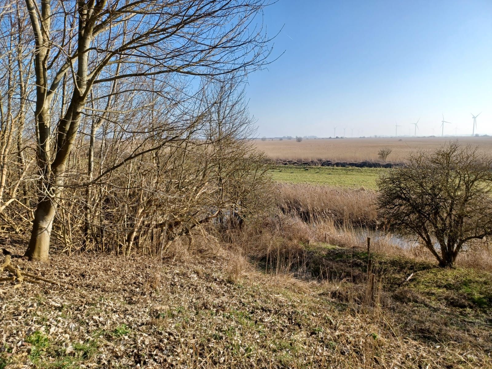 Bomen omlijsten een landschap van dorre grassen en riet; een rivier kronkelt naar een veld onder een helderblauwe hemel.
