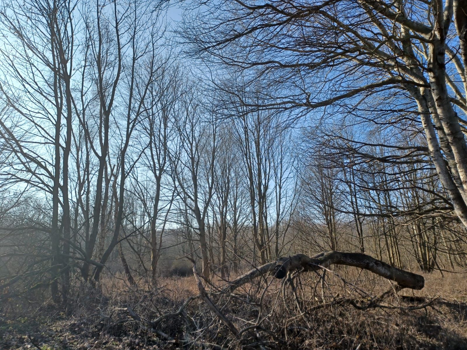 Kale bomen in een bos met een omgevallen boomstam op de grond, onder een blauwe hemel.