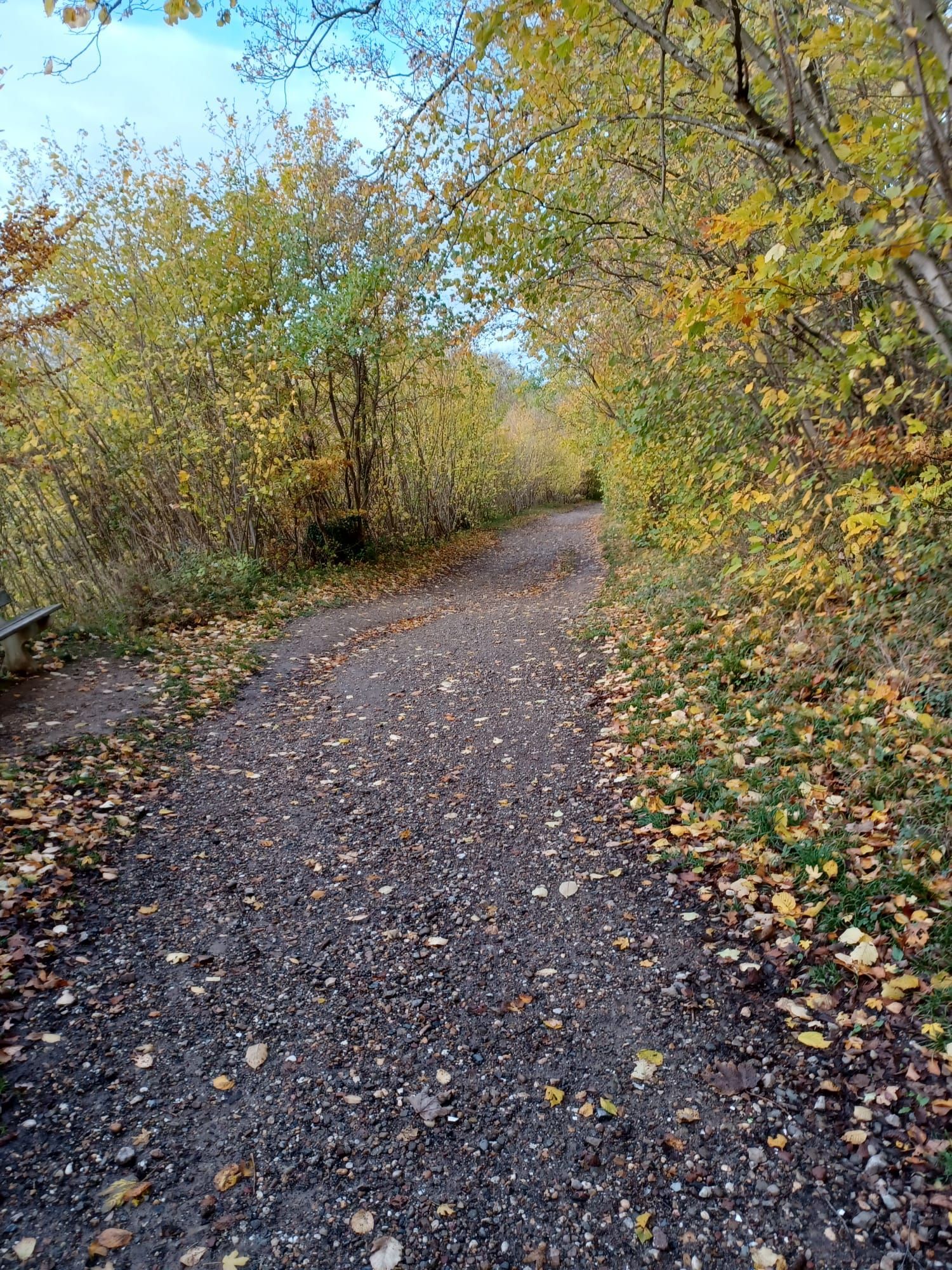Een grindpad door een herfstbos met geel en groen gebladerte, onder een blauwe hemel.