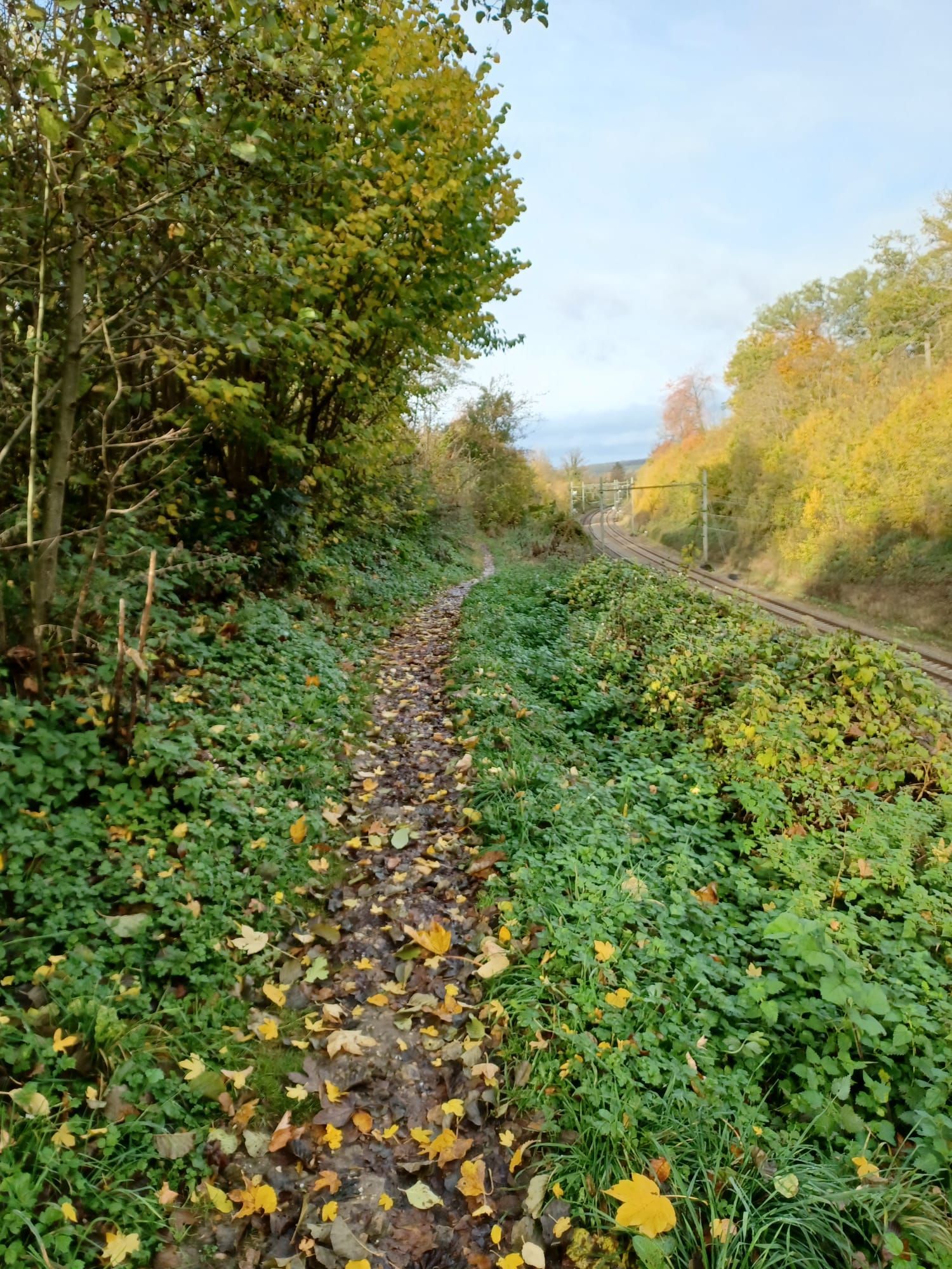 Een zandpad door de begroeiing, langs het spoor. Herfstbladeren en bomen met geel loof.