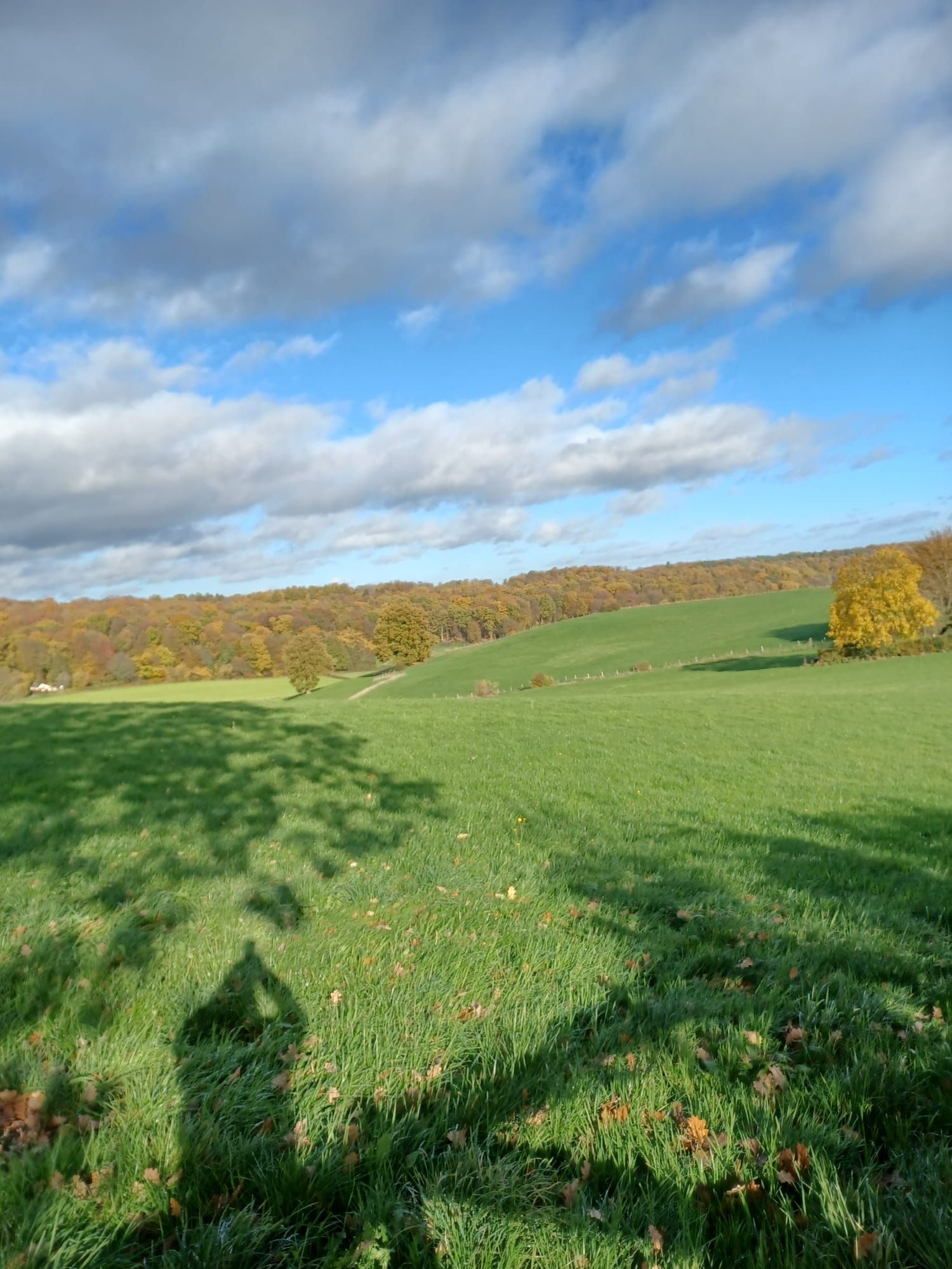 Een groen veld onder een blauwe hemel met wolken, bomen aan de horizon en de schaduw van een persoon.