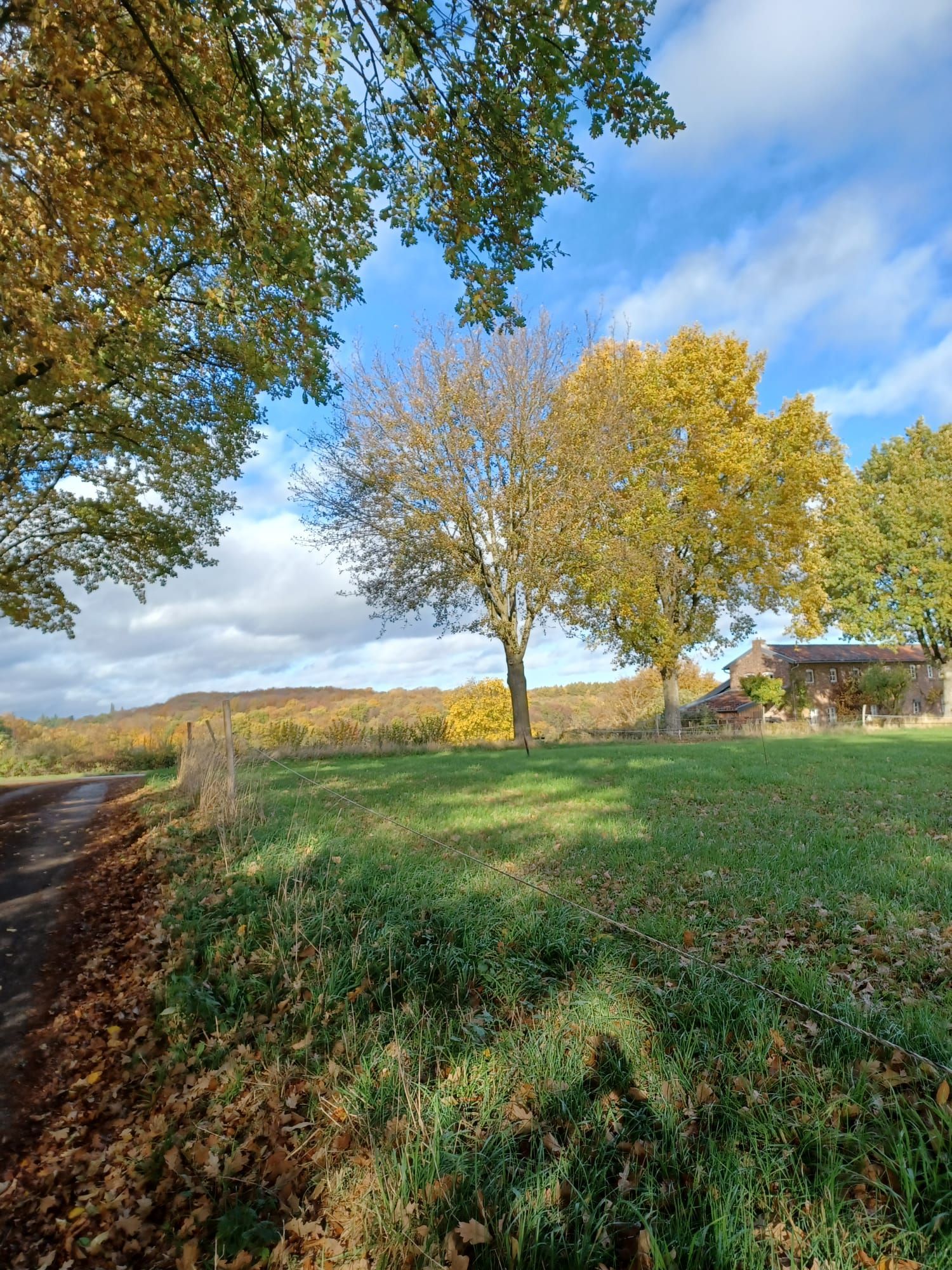 Herfstbomen met gele en groene bladeren onder een gedeeltelijk bewolkte blauwe hemel.