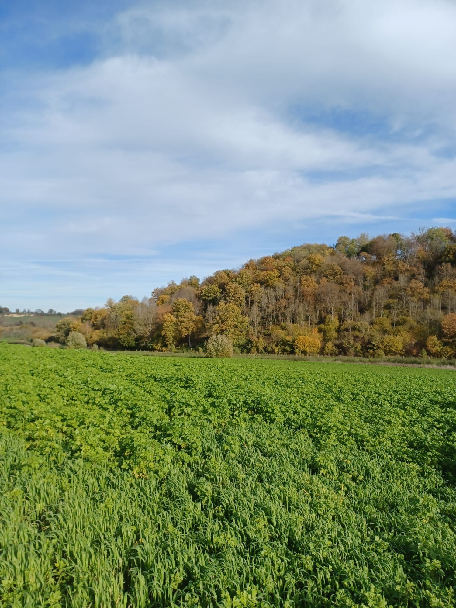 Groen veld op de voorgrond, heuvel met herfstbomen onder een blauwe hemel met wolken.
