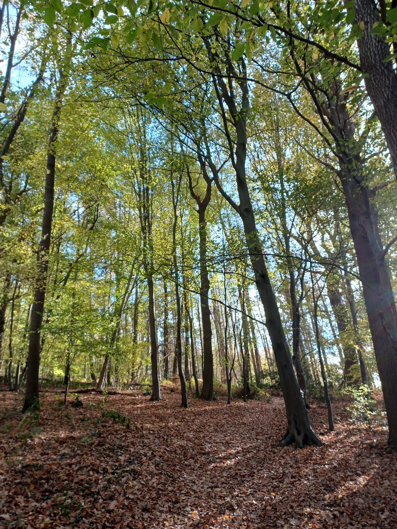 Bomen in een bos, een pad bedekt met bruine bladeren, groen en geel gebladerte, zonlicht dat door de takken heen schijnt.