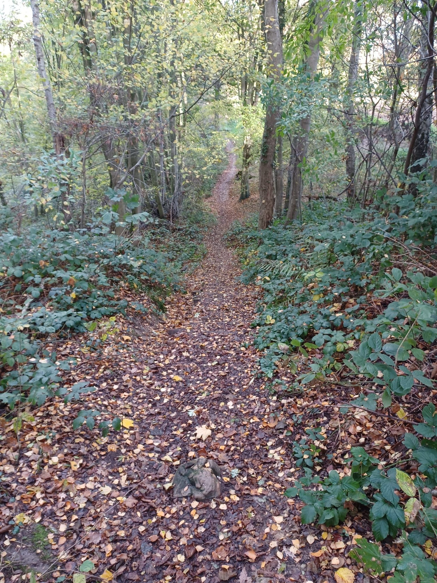 Een bebost pad bedekt met gevallen bladeren, met bomen aan weerszijden, dat zich uitstrekt in de verte.