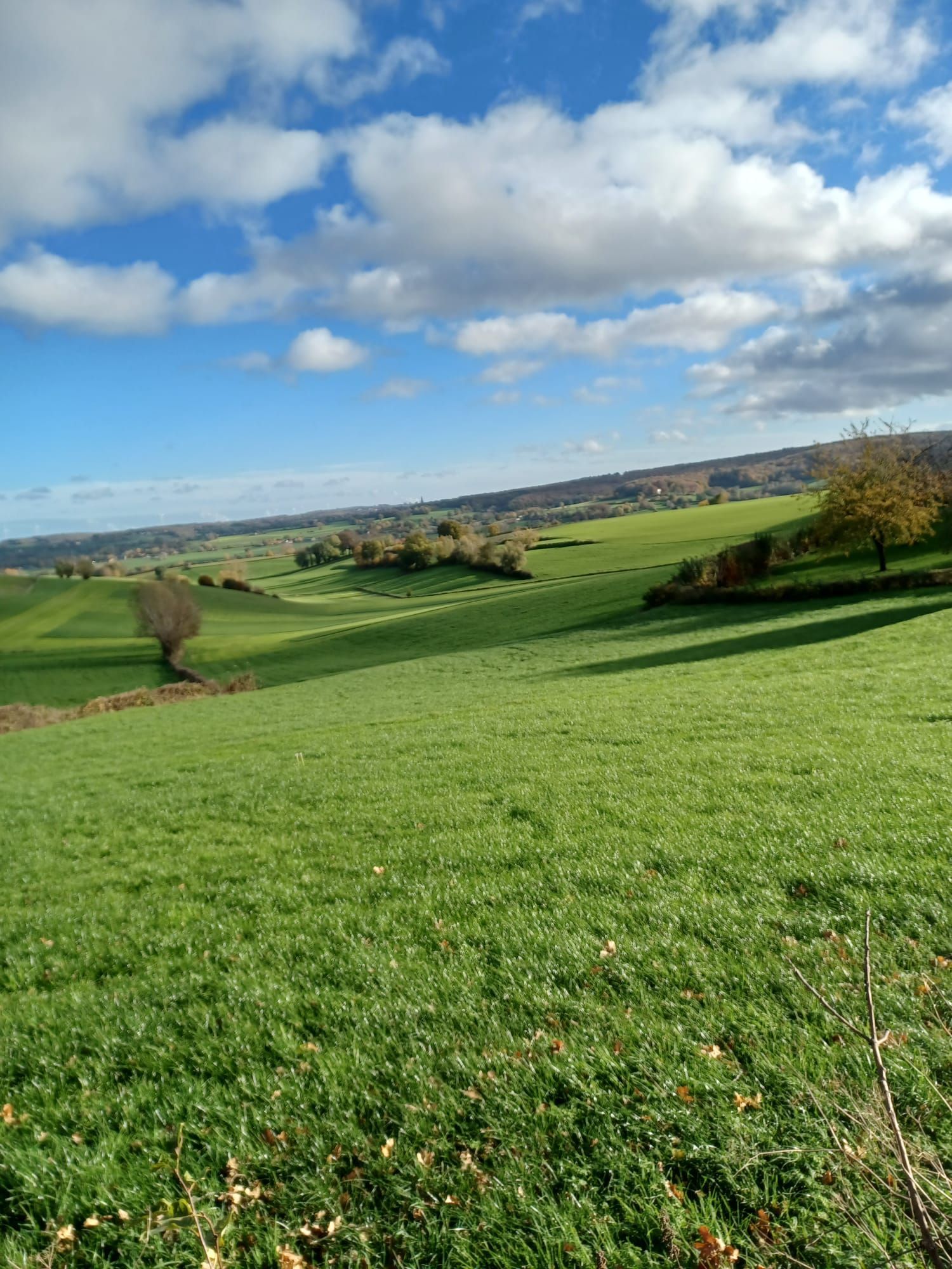 Groene, glooiende heuvels onder een blauwe hemel met pluizige witte wolken, bomen verspreid over het landschap.