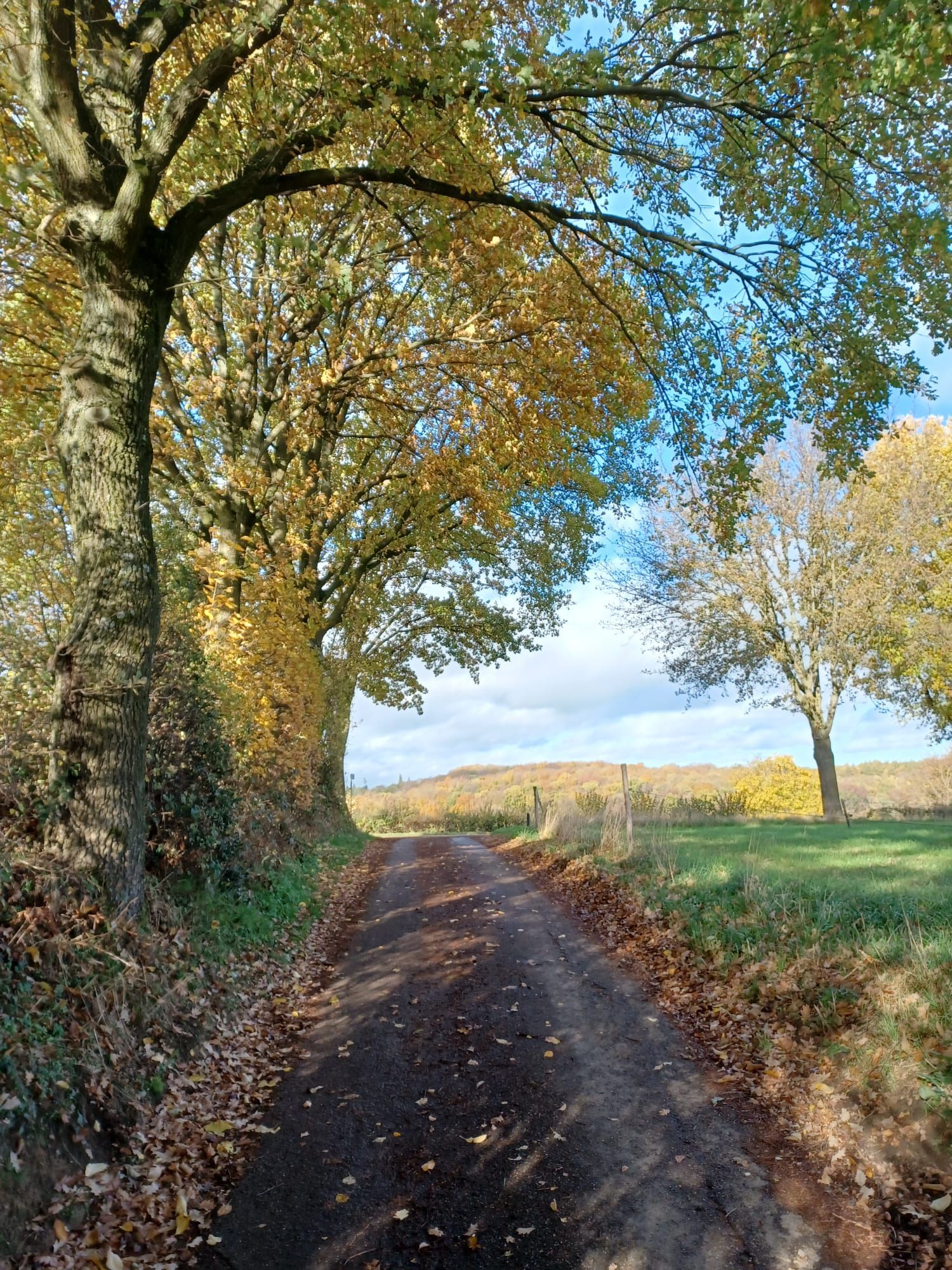 Een landweggetje, omzoomd met bomen vol herfstbladeren, leidt naar een zonnig veld.