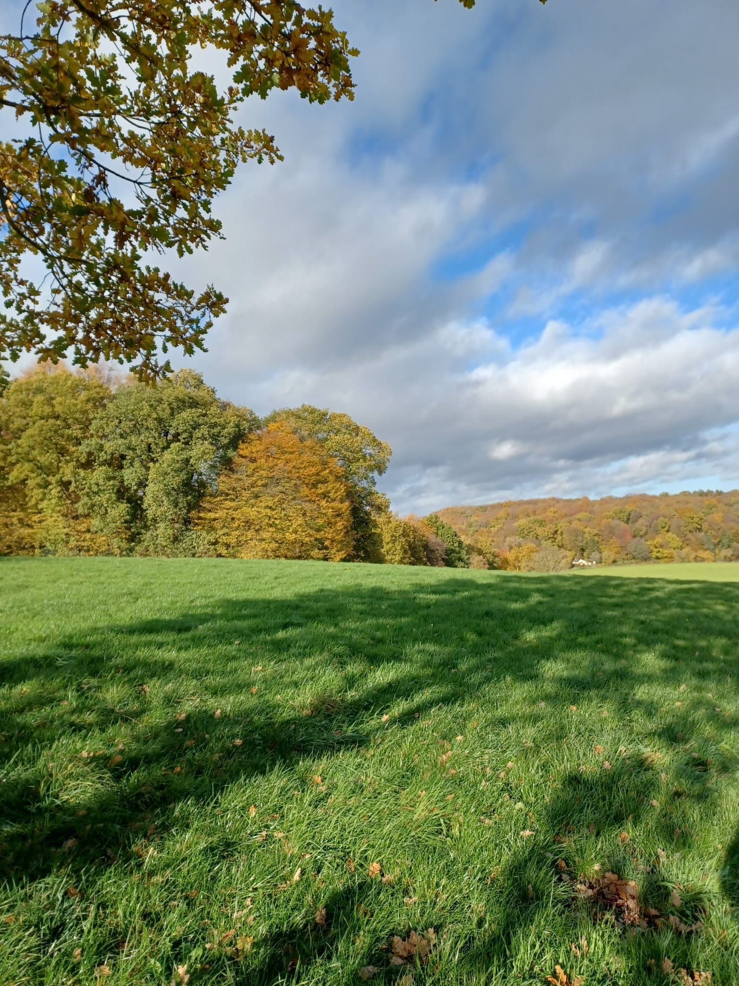 Groen veld met bomen in herfstkleuren onder een bewolkte hemel.