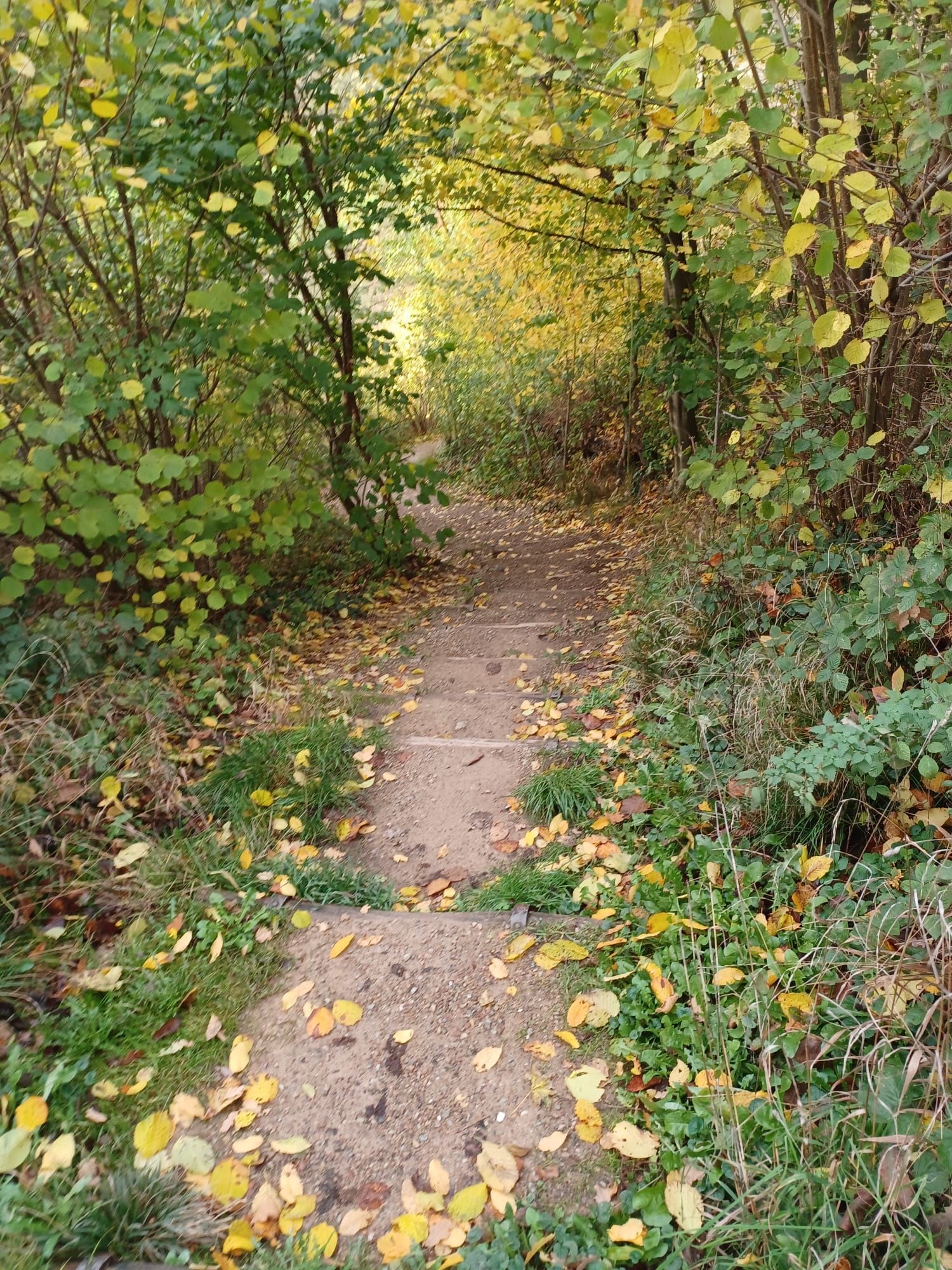 Een smal zandpad door een levendig herfstbos, met geel en groen gebladerte, en trappen.