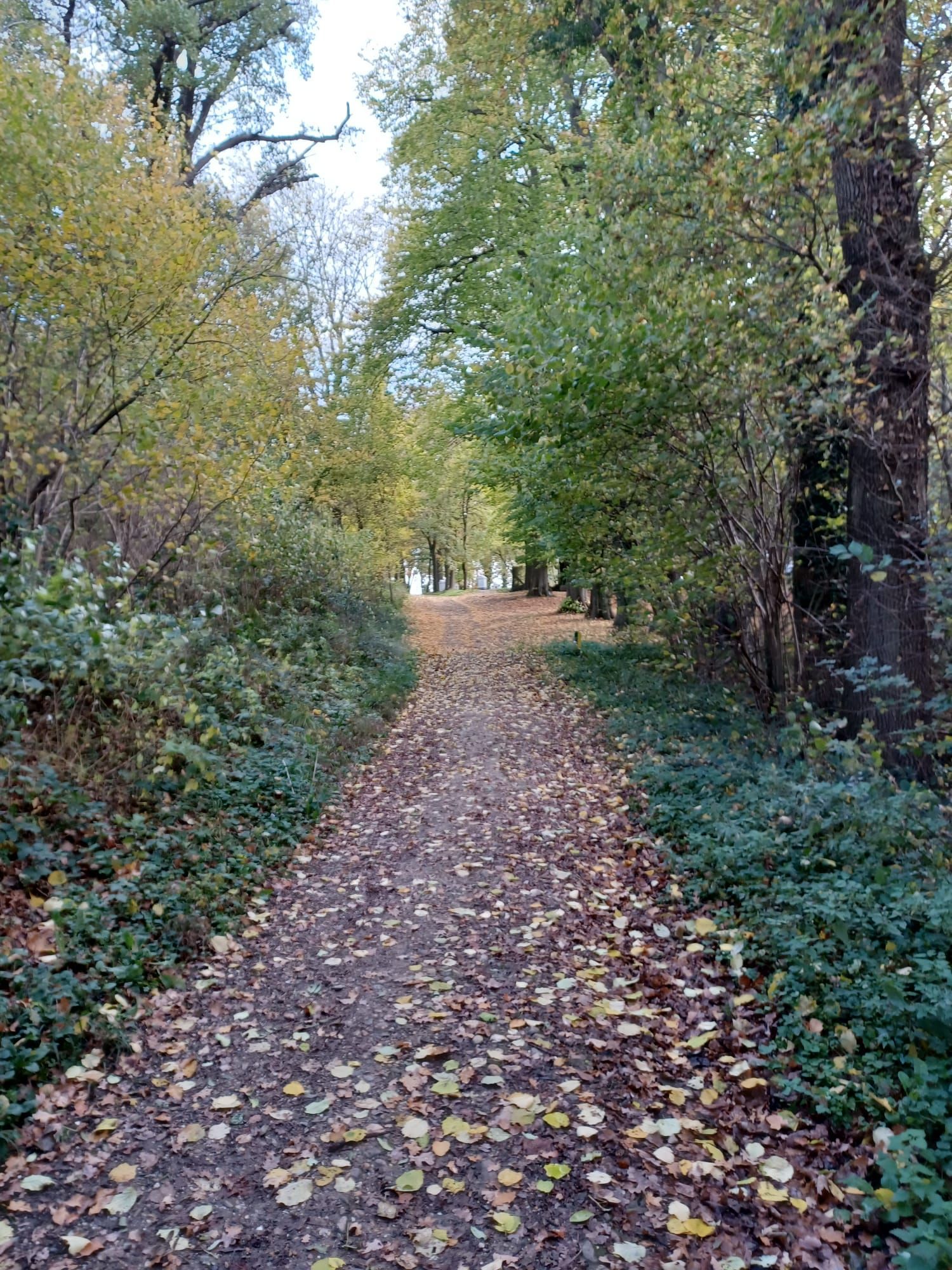 Een zandpad door een bos, omzoomd door bomen en gevallen gele bladeren. Bewolkte lucht.