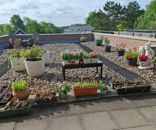 Daktuin met diverse potplanten en bloemen op een zonnige dag.