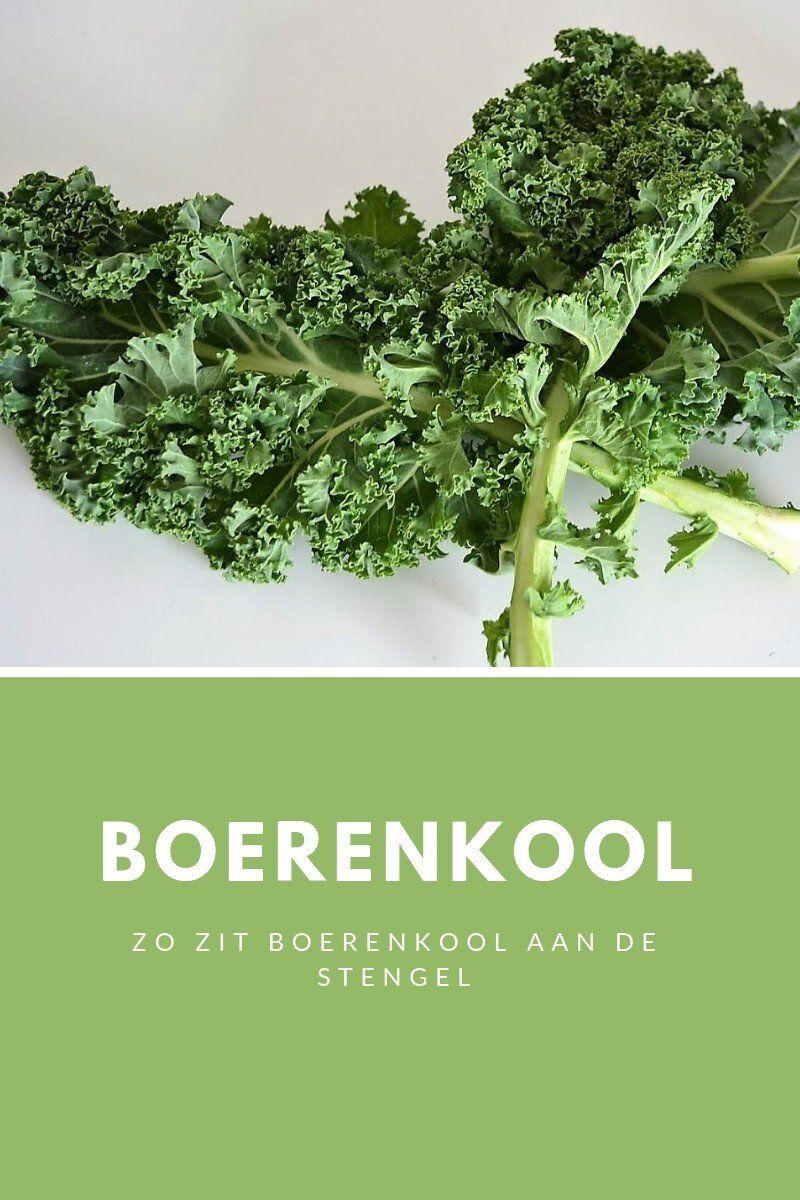 Groene boerenkoolbladeren op een witte achtergrond, met groene tekst: