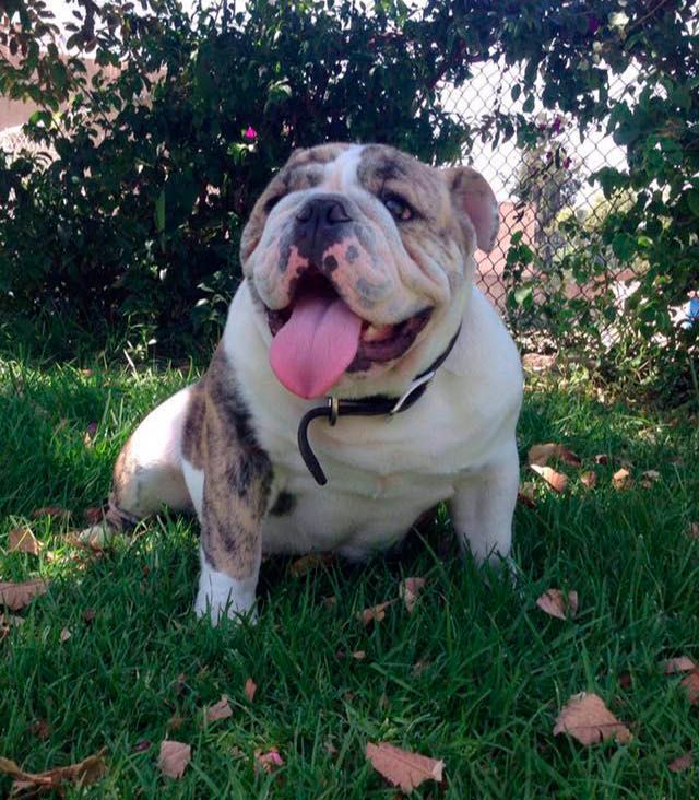cachorro bulldog ingles