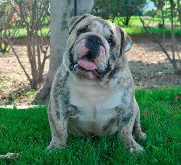 cachorro bulldog ingles