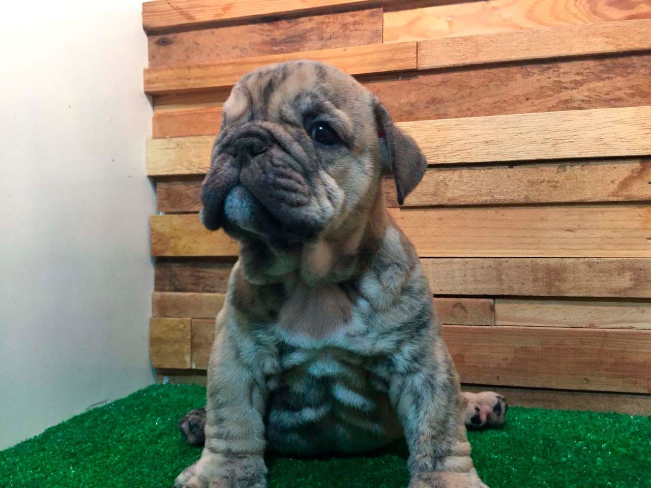 cachorro bulldog ingles