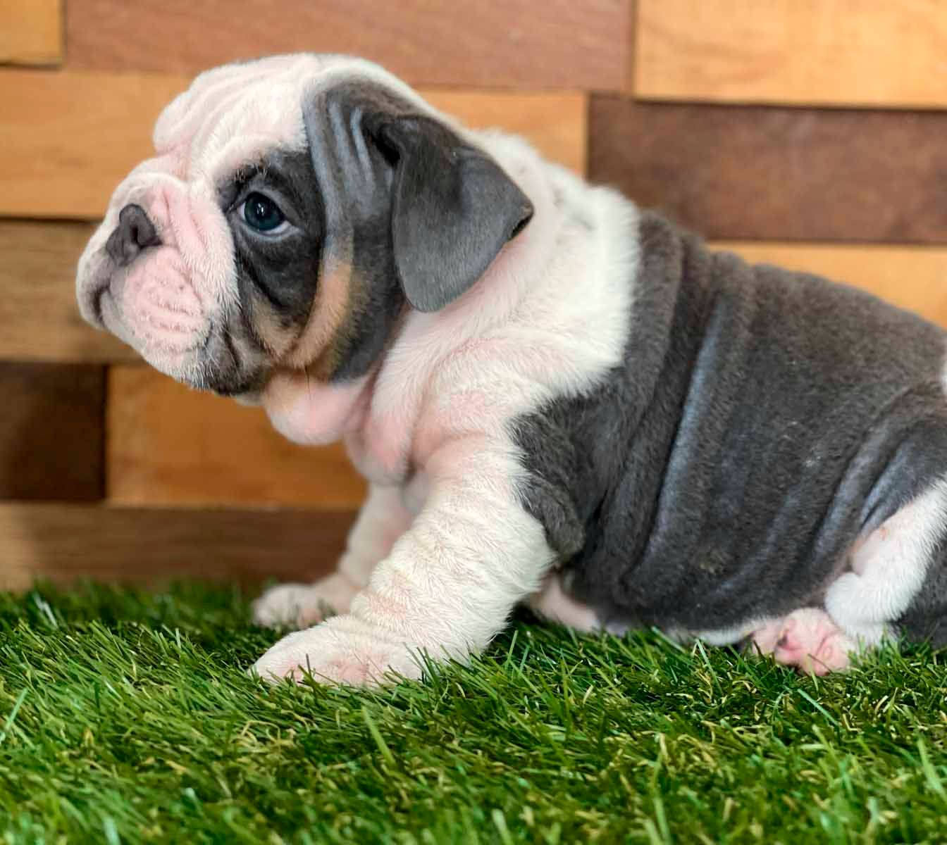cachorro bulldog ingles