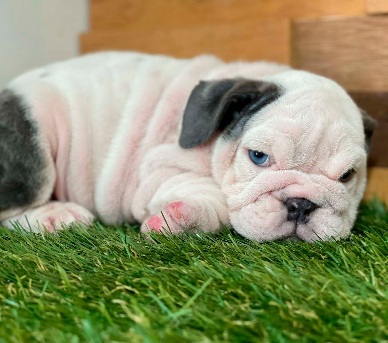 cachorro bulldog ingles
