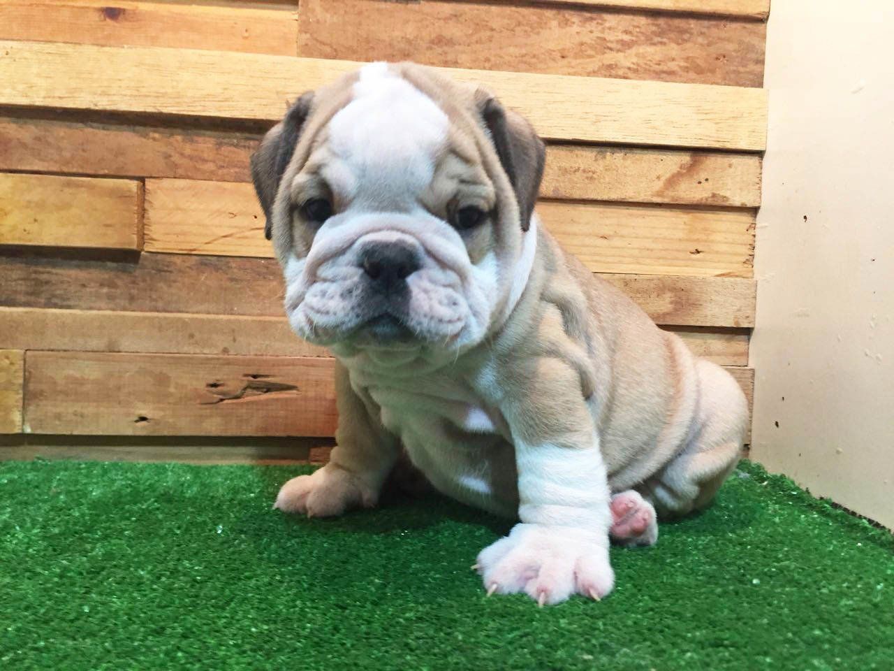 bulldog ingles en venta
