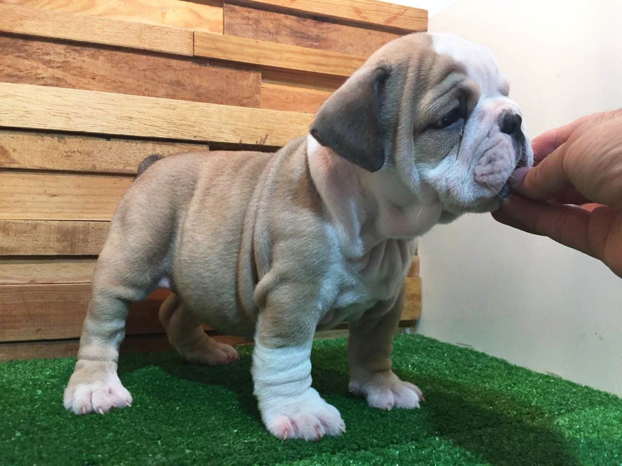 bulldog ingles en venta