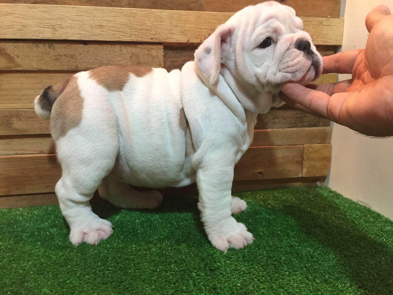 bulldog ingles en venta