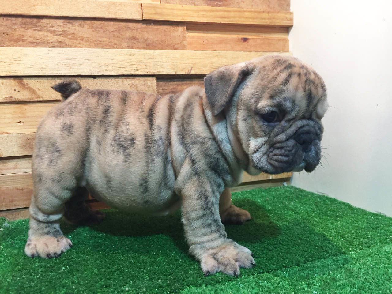 bulldog ingles en venta
