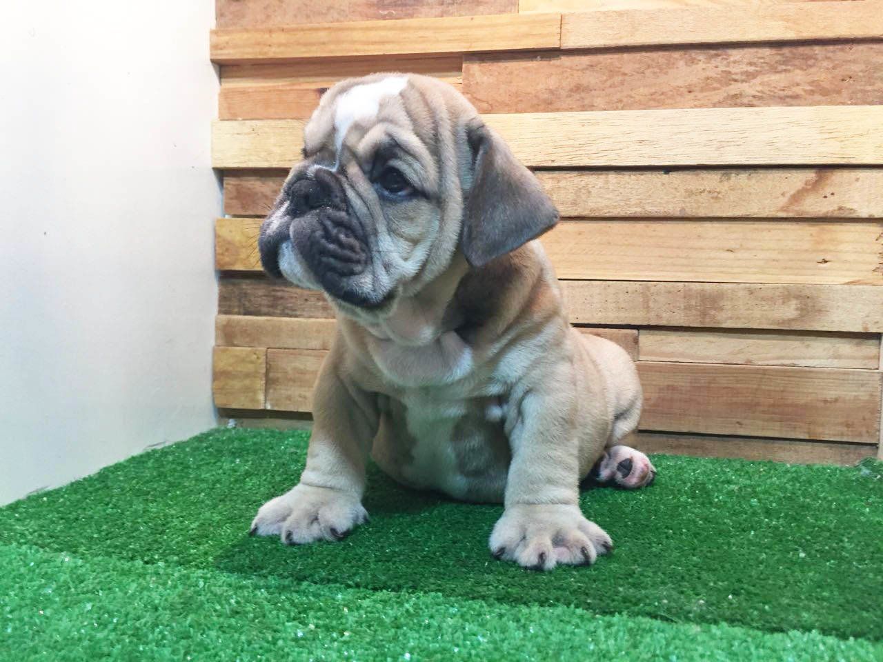 bulldog ingles en venta