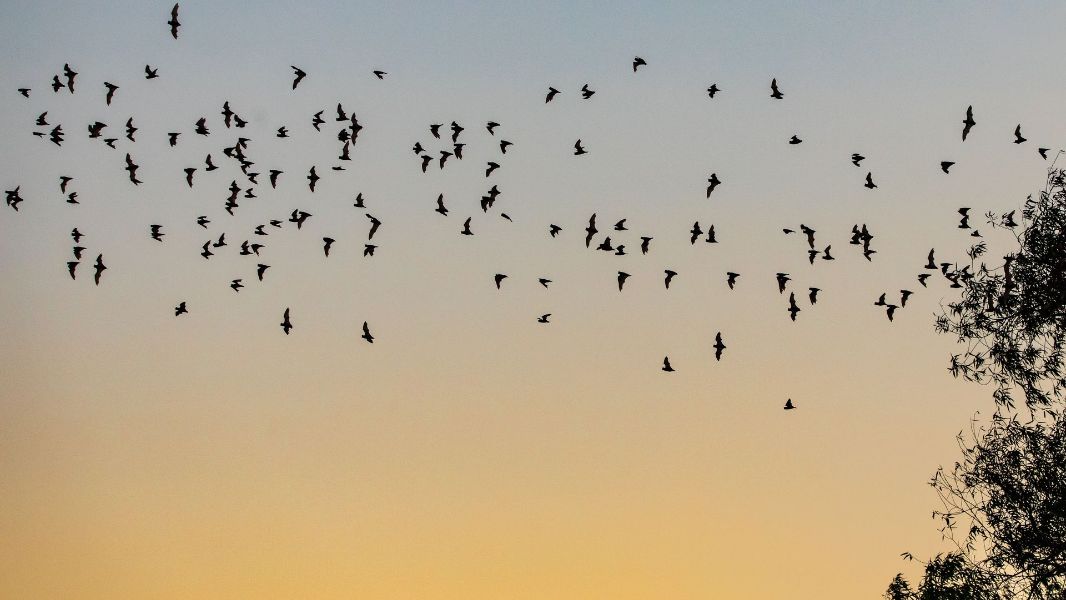 bats in flight