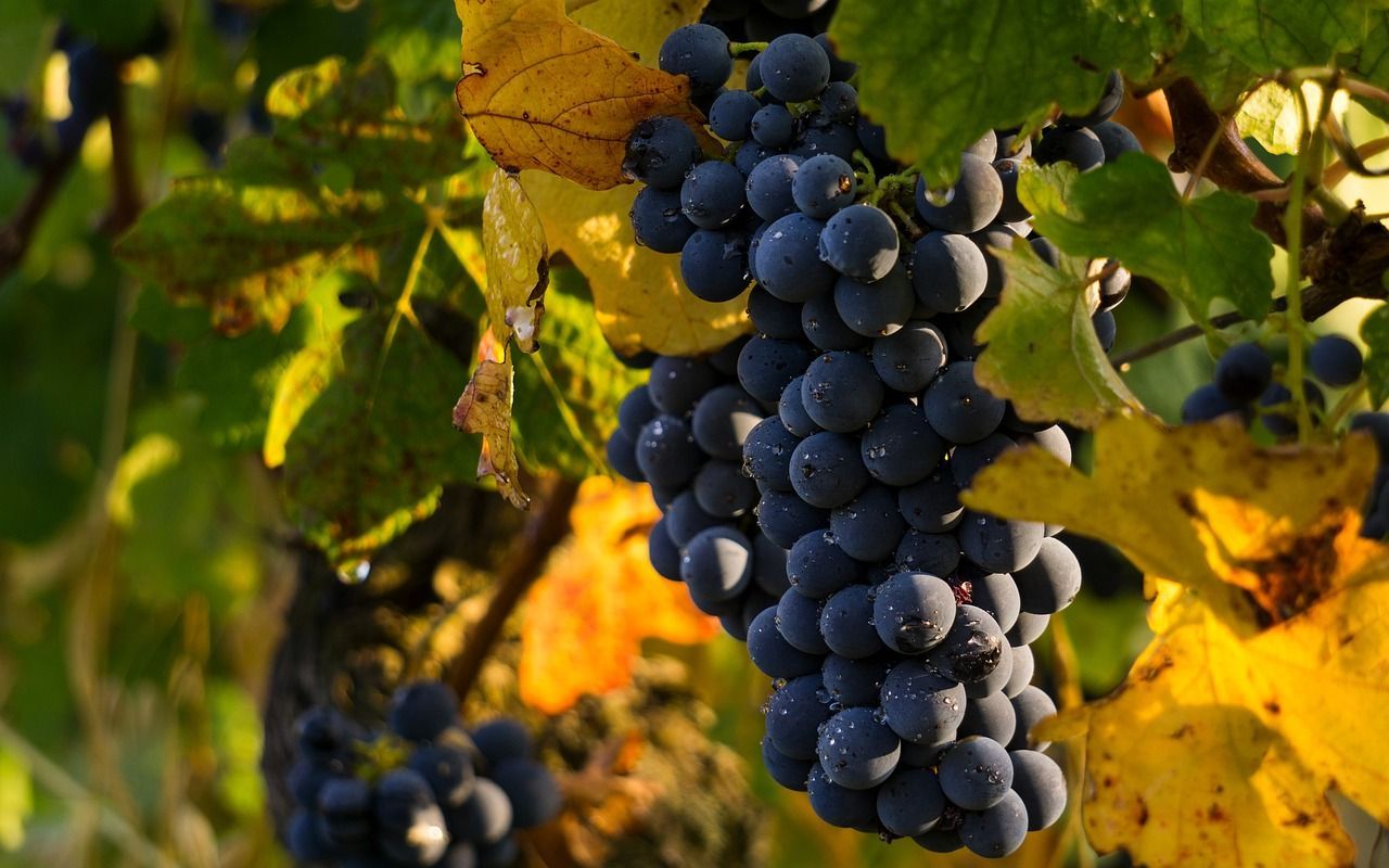 vineyard