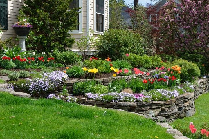 A vibrant tiered garden with blooming tulips and purple ground cover plants sits against a stone retaining wall and house.