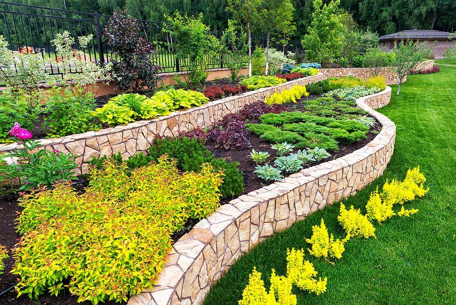 A terraced garden with stone retaining walls, featuring diverse shrubs, yellow and purple foliage, and a lush green lawn.