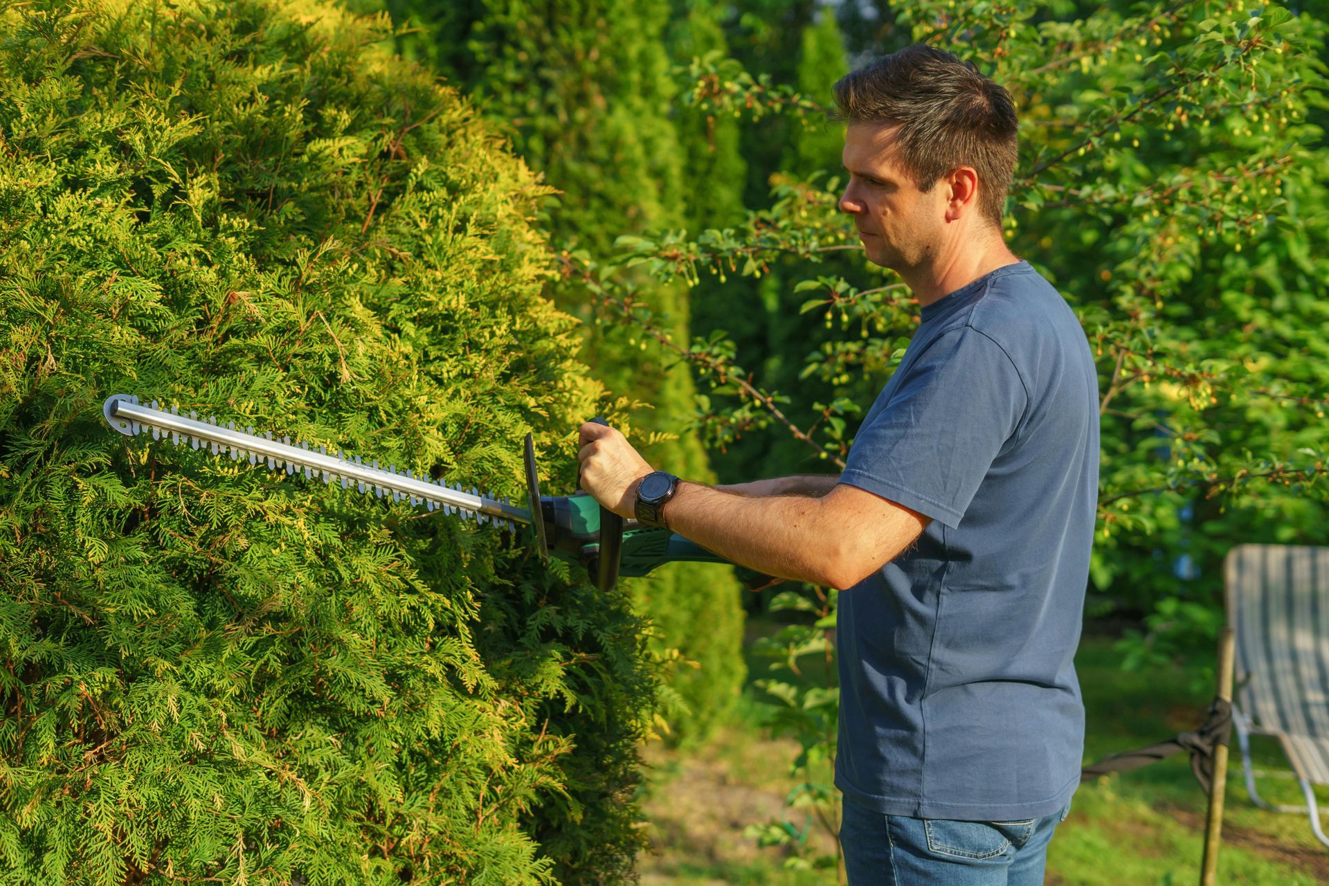 A person trimming a dense, bright green bush in a sunny garden using an electric hedge trimmer.