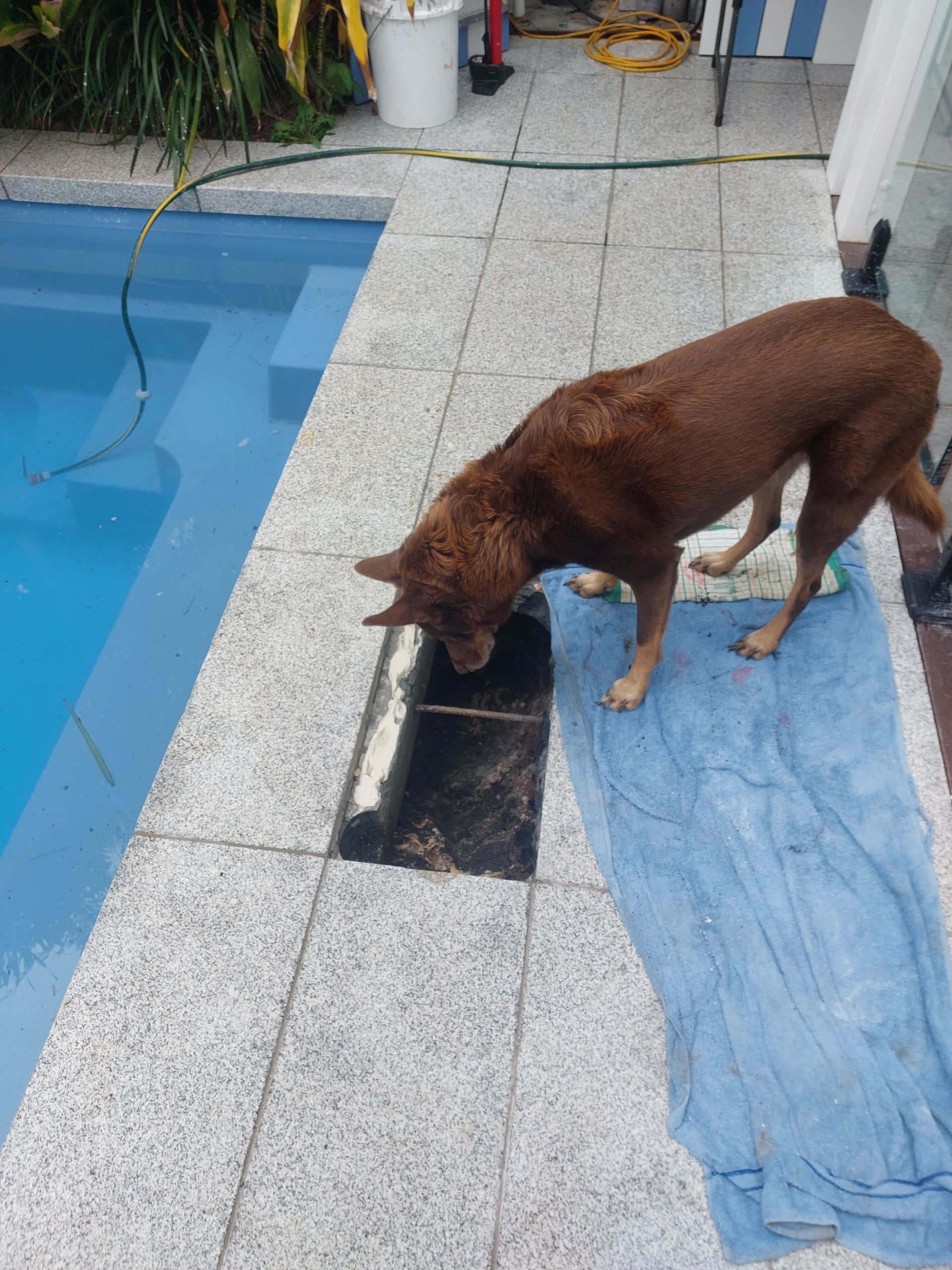Brown dog sniffing at a dark rectangular hole near a swimming pool, standing on a blue towel.