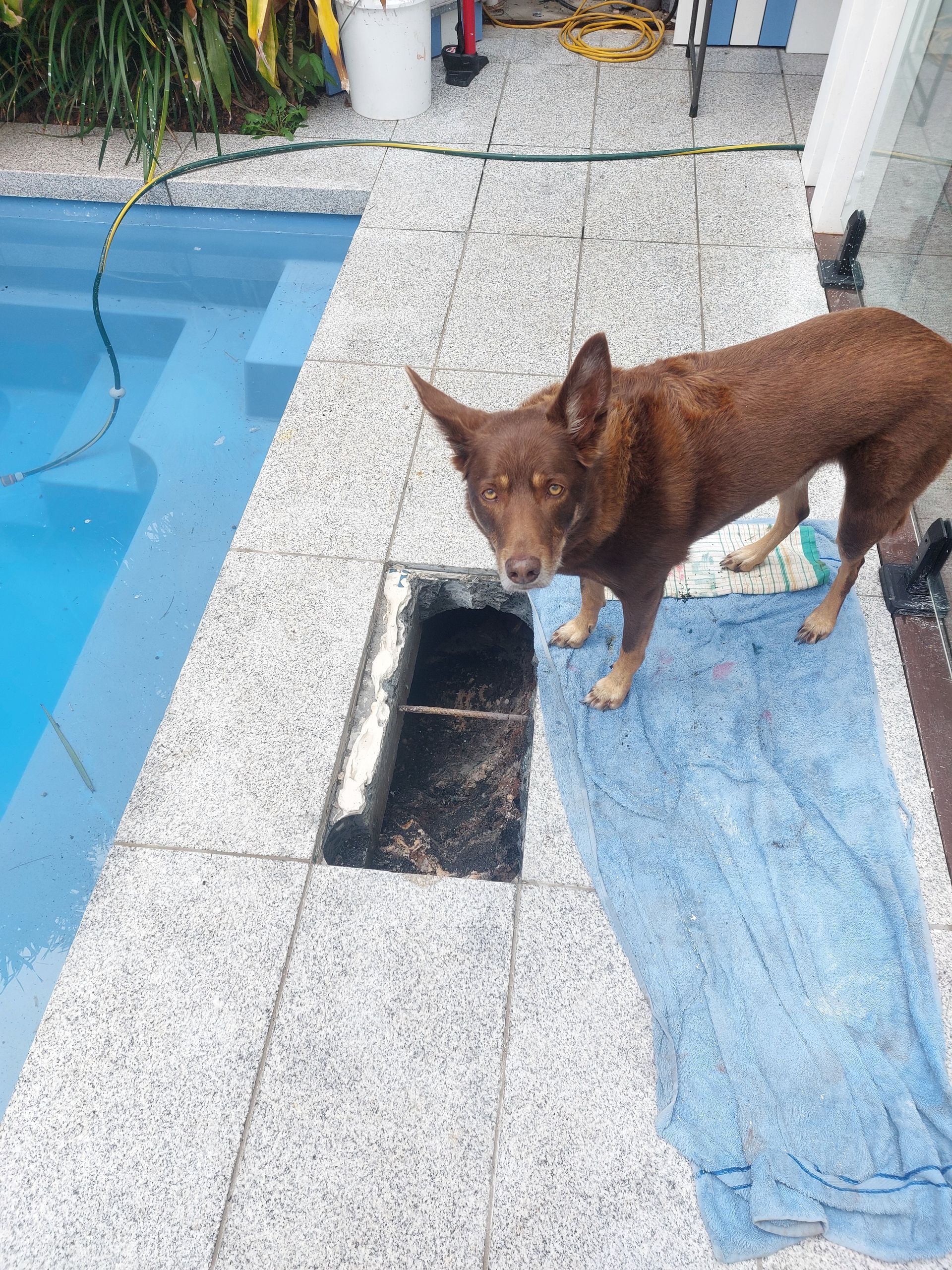 Brown dog standing near a pool with missing tiles, looking directly at the camera.