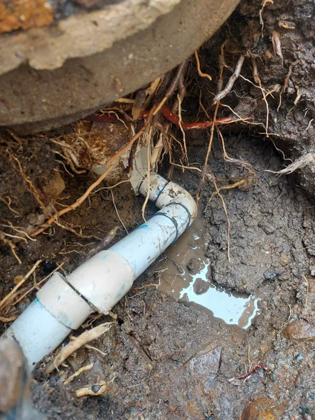 Leaking blue PVC pipe in muddy ground, surrounded by tree roots near a concrete structure.