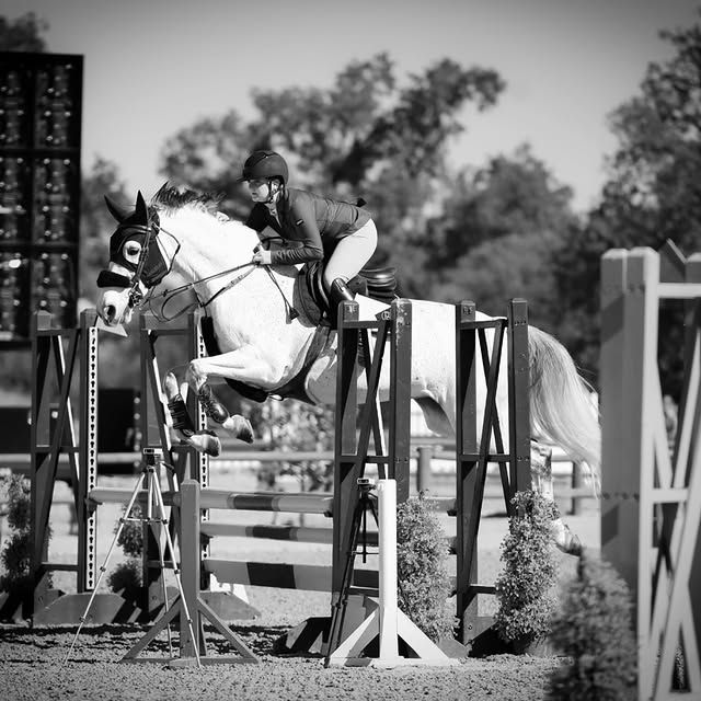 A rider on a white horse jumps over a fence at an equestrian event, trees in the background.